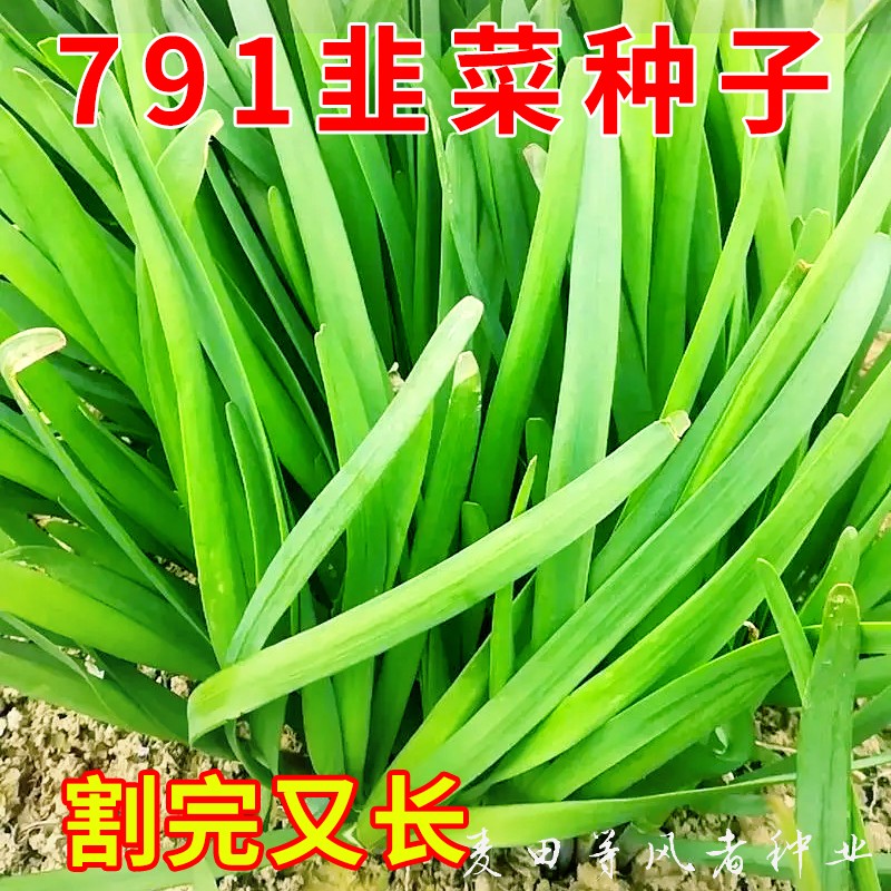 白根宽叶韭菜种子不枯苗791韭菜种...