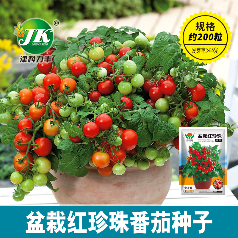 盆栽红珍珠番茄室内阳台四季蔬果