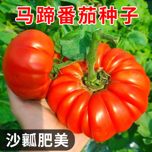 马蹄番茄种子沙瓤菊花番茄西红柿