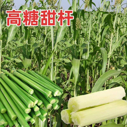 甜高粱种子春季北方甘蔗芦稷