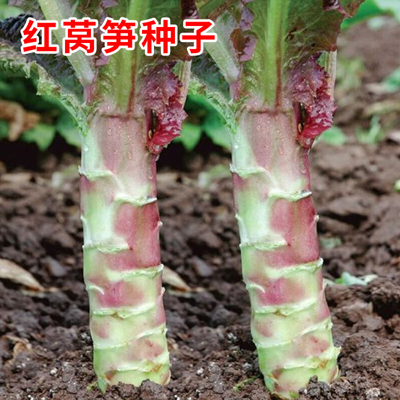 红莴笋种子春秋冬季尖叶紫红皮青肉莴苣种籽四季耐寒菜籽蔬菜种孑