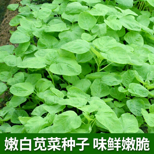 嫩白苋菜种子青绿汉菜种籽春四季 盆栽农家汗菜青菜籽阳台蔬菜种孑