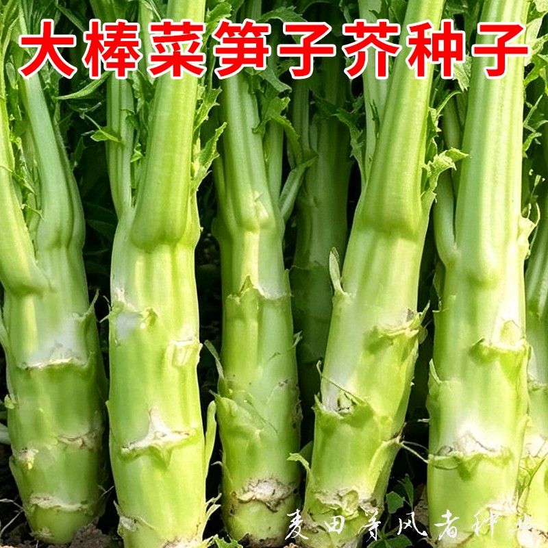 大棒菜笋子芥种子茎用芥菜菜头籽图片