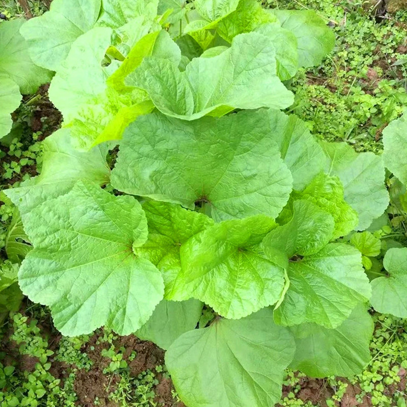 糯米冬寒菜种子冬葵菜冬苋菜种籽秋冬农家菜园阳台盆栽青菜蔬菜孑