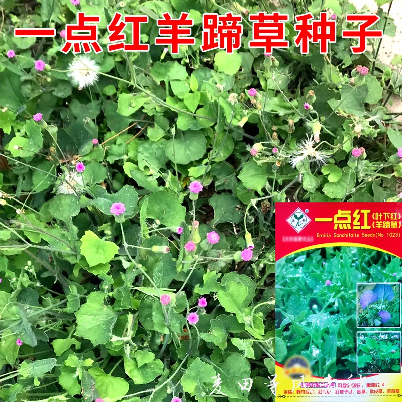 一点红羊蹄草种子籽食用野菜叶下红背菜春夏秋四季播盆栽中草药材