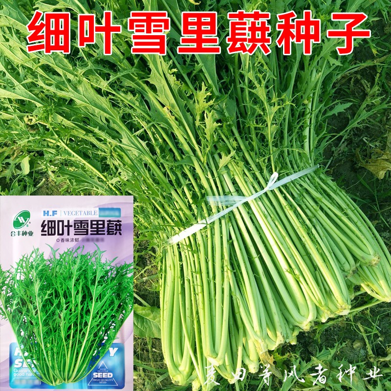 细叶雪里蕻种子雪菜雪里红种籽