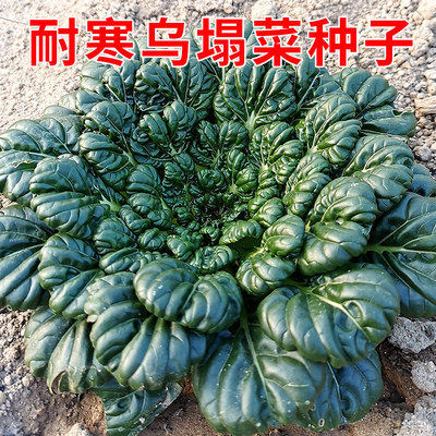 乌塌菜种子秋冬耐寒青菜白菜黑菜