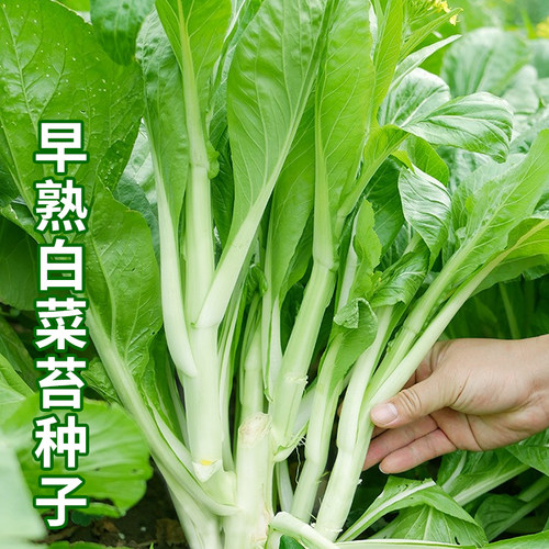 早熟白菜苔种子甜脆鲜吃水果菜苔