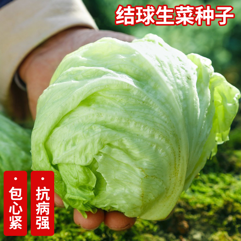 易种结球生菜种子庭院种植盆栽