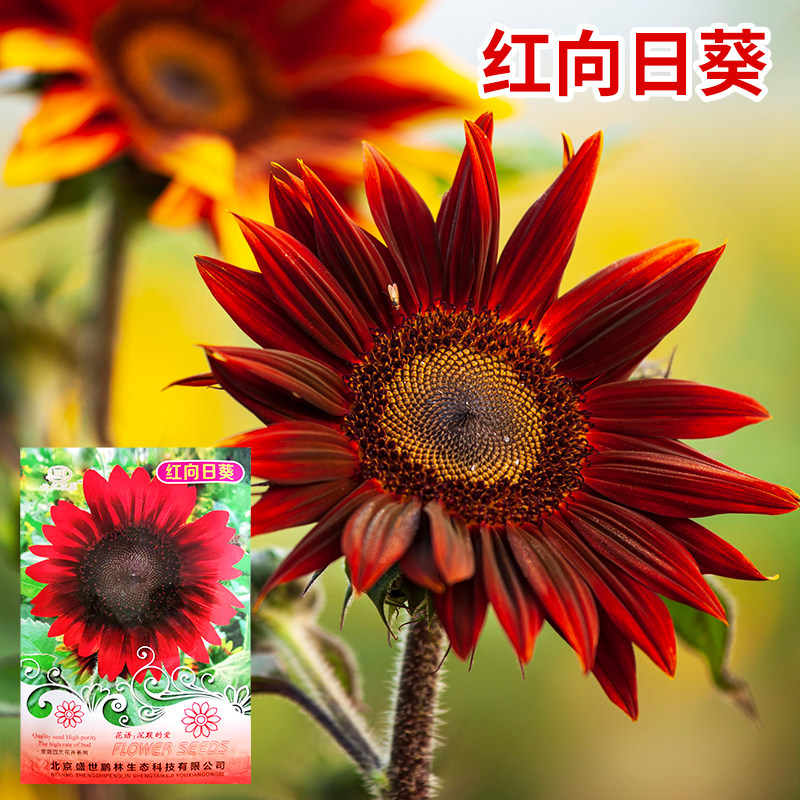红色向日葵种子室内外鸿运向阳花孑矮生观赏阳台庭院盆栽易活花籽