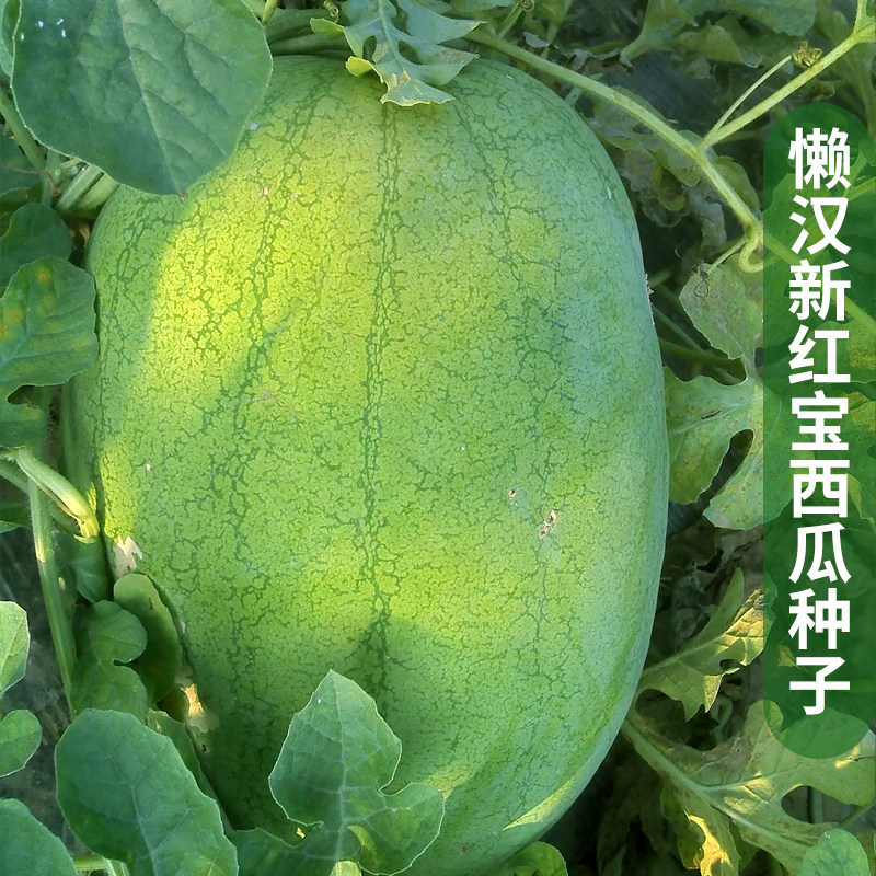 懒汉新红宝西瓜种籽绿皮大果少籽含糖量高春季四季巨型水果种子孑