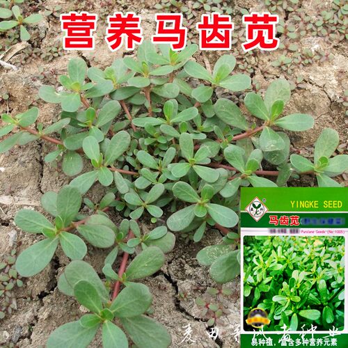 马齿苋种子食用生长快速草籽耐热