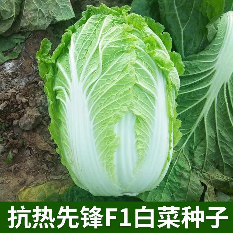 抗热先锋F1白菜种子夏秋大白菜籽