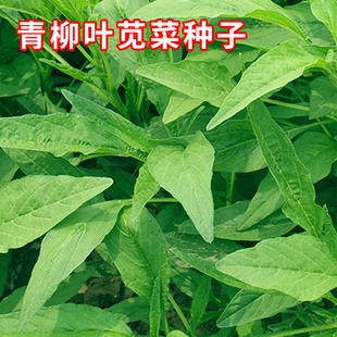 青柳叶苋菜种子绿苋菜汗菜种籽春夏季 农家蔬菜田园野菜青菜种子孑