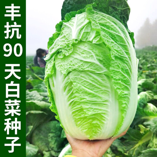 丰抗90天结球白菜种子大颗白菜籽