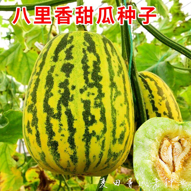 八里香甜瓜种子早熟花皮阳台盆栽庭院播春夏季农家水果香瓜种籽孑