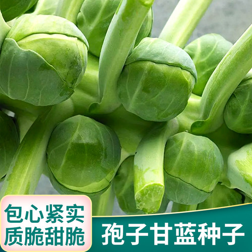 抱子甘蓝蔬菜种籽小包