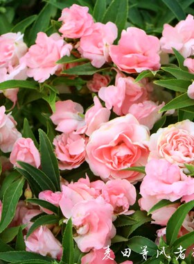 重瓣粉色凤仙花种子指甲花种籽阳台盆栽室内四季易种花卉植物种孑