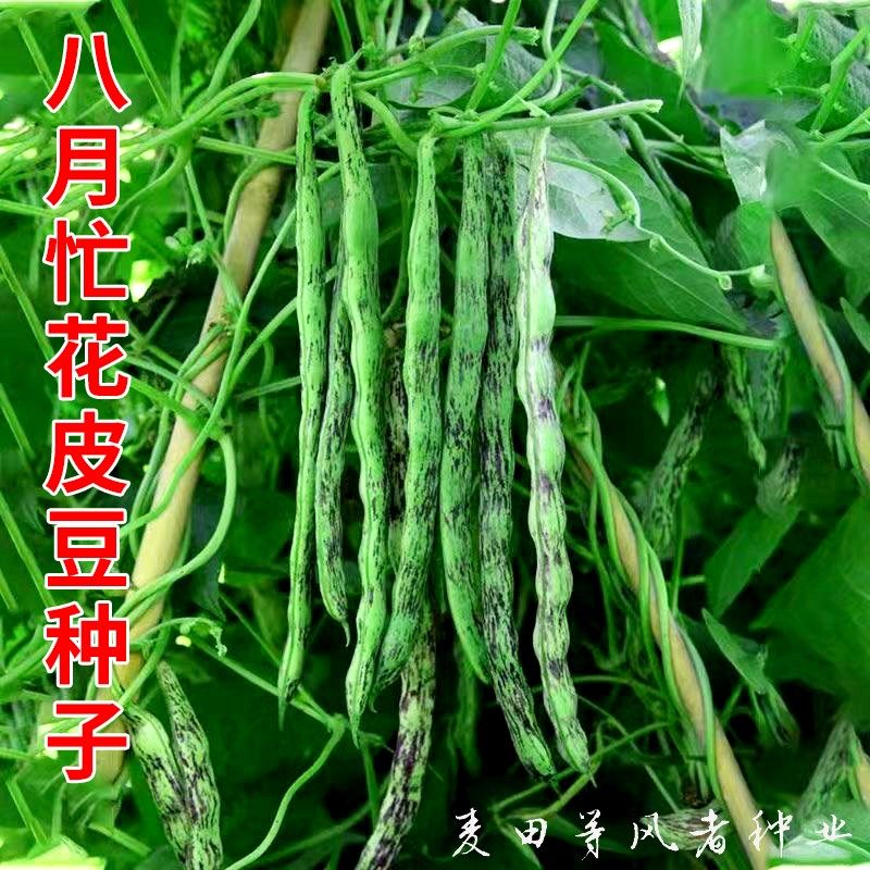 八月忙花皮豆种子无筋无柴豆角种籽架豆四季豆春秋农家蔬菜种苗孑