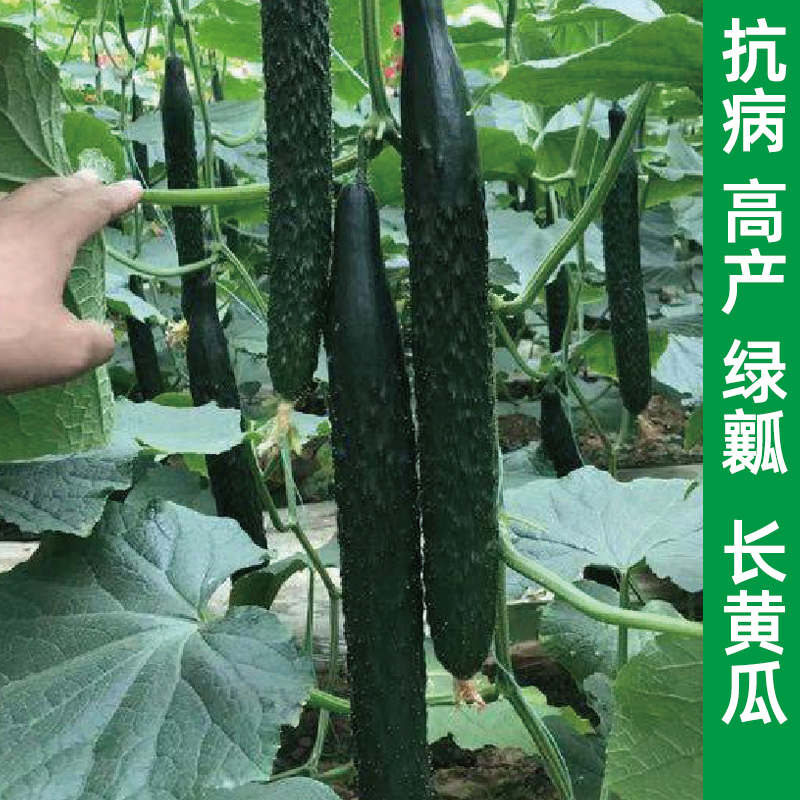 聿研四号刺黄瓜种子春秋播蔬菜水果黄瓜种籽庭院阳台盆栽黄瓜苗籽