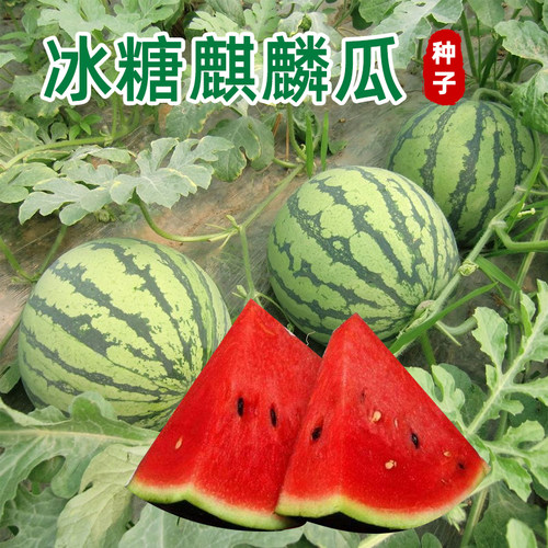 麒麟王子西瓜籽红壤早熟水果