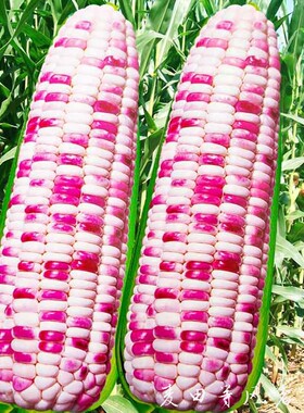 苏科糯1803国审甜粘彩香花糯玉米种子包苞谷种籽农家田园庭院蔬菜