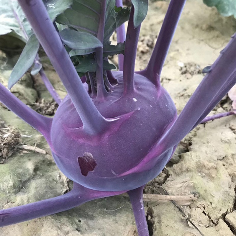 苤蓝种子芥兰蔬菜春季