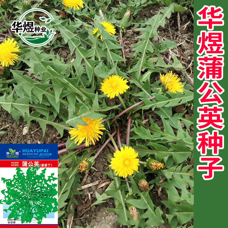 野生蒲公英种子食用婆婆丁黄花地丁种籽孑易活四季播种特色蔬菜种