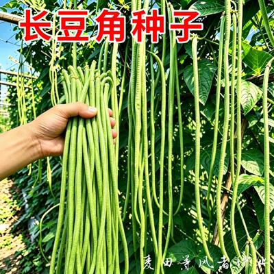 长豇豆种籽901豆角蔬菜种子