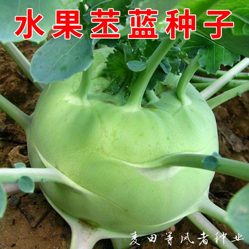 春秋水果苤蓝种子青苤兰种籽茎甘蓝疙瘩球大头菜种子易种蔬菜种孑