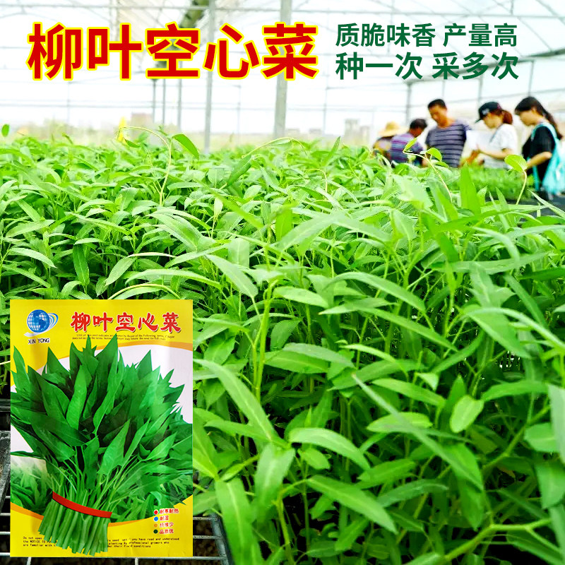 柳叶空心菜种子种籽苗四季菜苗春季柳叶蔬菜菜籽水孑大叶青菜菜种高性价比高么？
