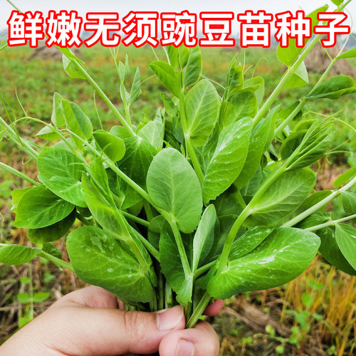 鲜嫩无须豌豆苗种子豌豆尖荷兰豆种籽秋播种农家菜园庭院蔬菜种孑 - 封面
