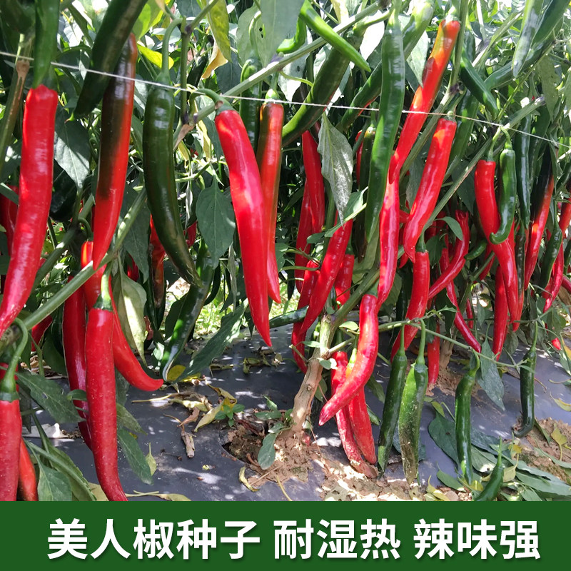 美人椒种子香辣青红辣椒种籽春秋四季阳台农家庭院家园蔬菜种孑