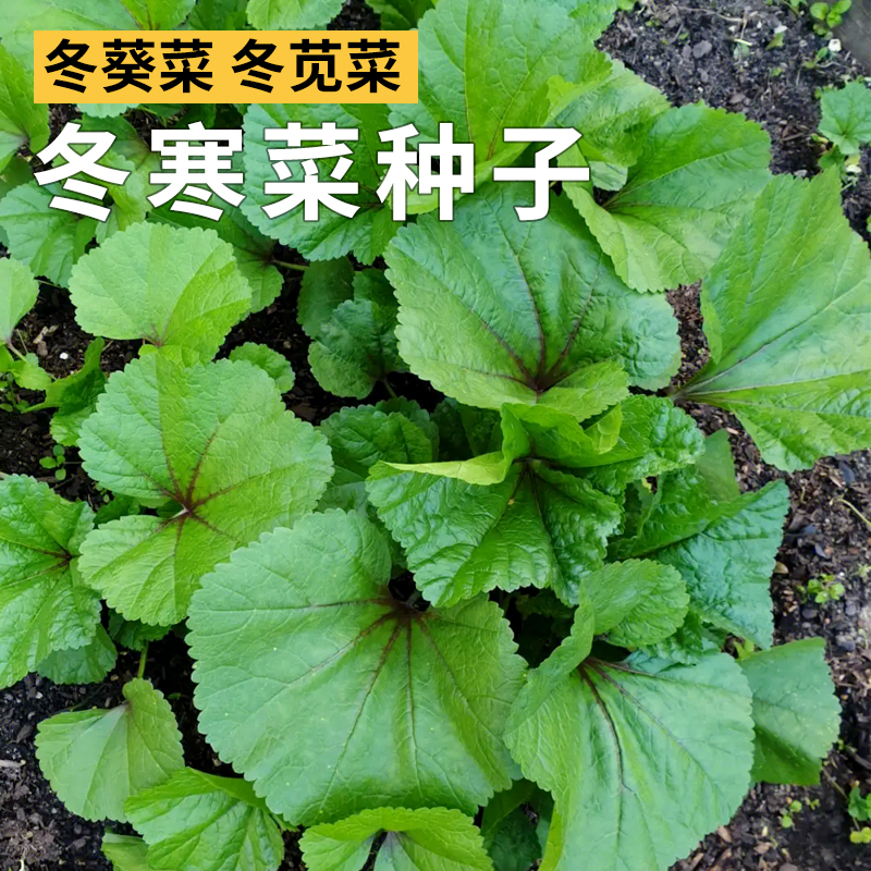 冬寒菜种子葵菜冬葵冬苋菜种籽秋冬农家菜园阳台盆栽青菜蔬菜种孑