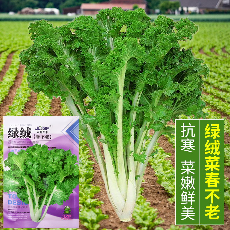 抗寒绿绒菜菜嫩鲜美种子蔬菜四季