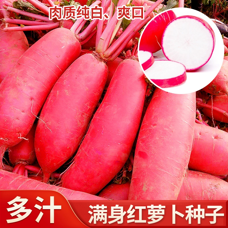 成都满身红萝卜种子大红袍萝卜籽