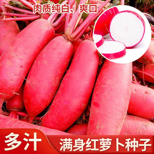 满身红美人萝卜种子大红袍萝卜籽