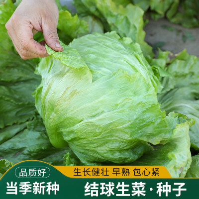 包心球形结球生菜种子蔬菜籽早熟