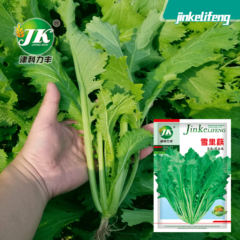 腌渍蔬菜雪里蕻种子耐寒四季播种