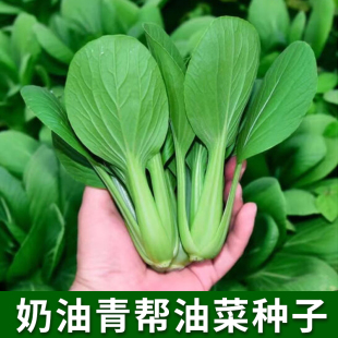 奶油青帮油菜种子四季 播鸡毛上海青农家庭院阳台盆栽蔬菜种植籽孑