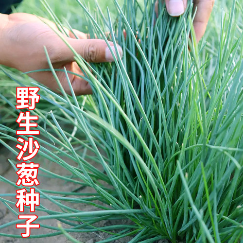 野生沙葱种子蒙古韭种籽多次收割