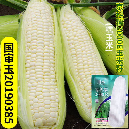 春播京科糯2000E白色甜糯玉米籽
