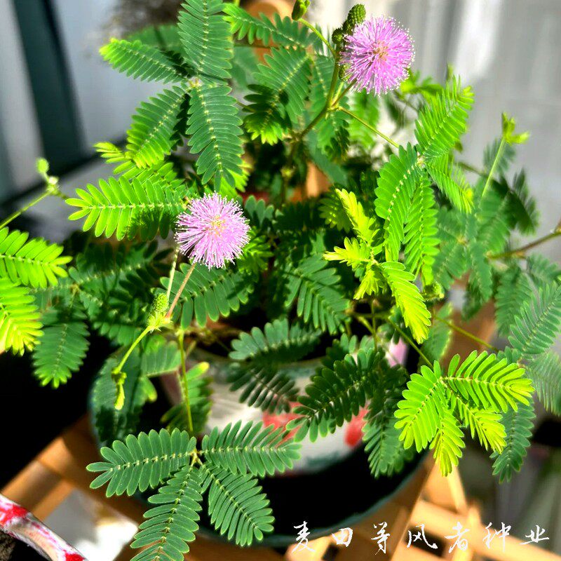 含羞草种孑害羞草种子小盆栽花种籽子四季播种室内易活花卉绿植物