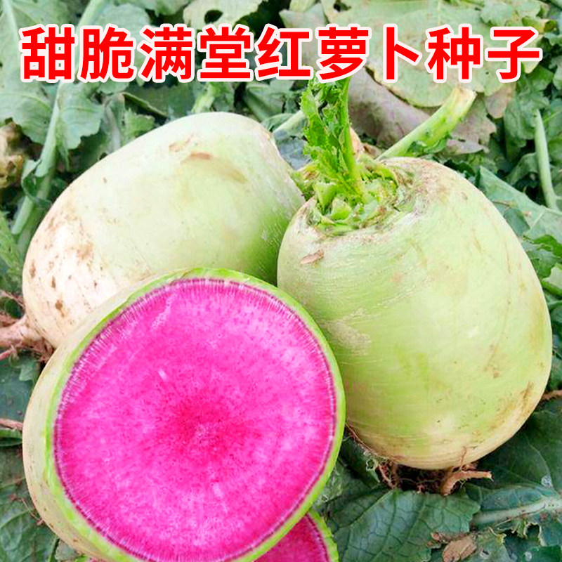甜脆满堂红萝卜种子秋播心里美绿皮红心水果萝卜种籽农家蔬菜种孑