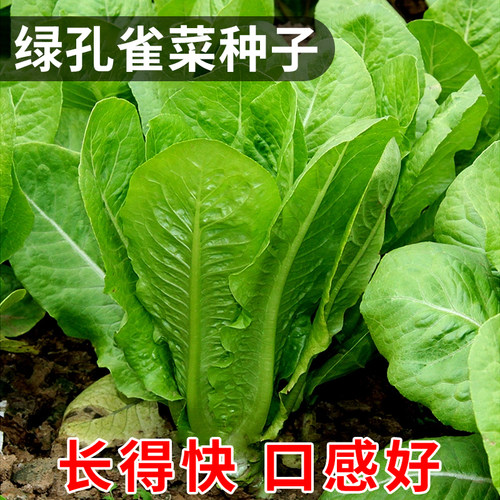 绿孔雀菜种子凉拌沙拉直立生菜籽