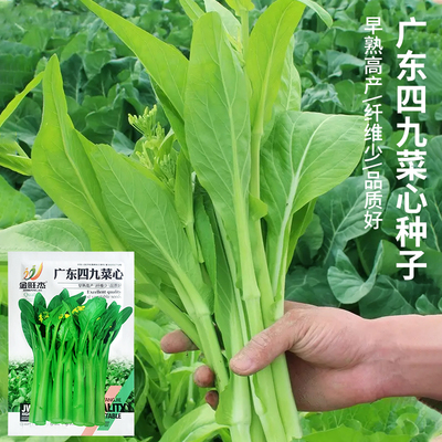 四季蔬菜广东四九菜心种子高产