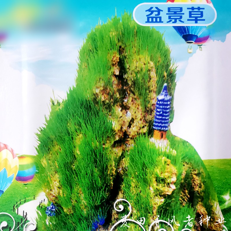 盆景草种子假山草室内盆栽观赏