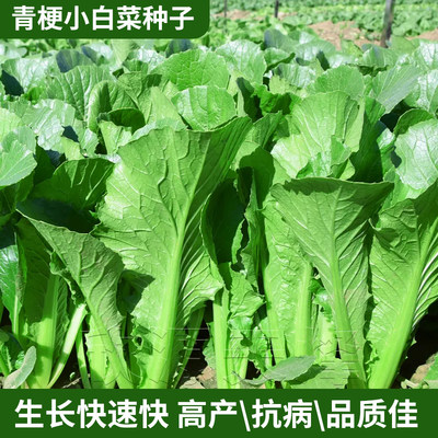 耐热速生青梗小白菜种子高产易种