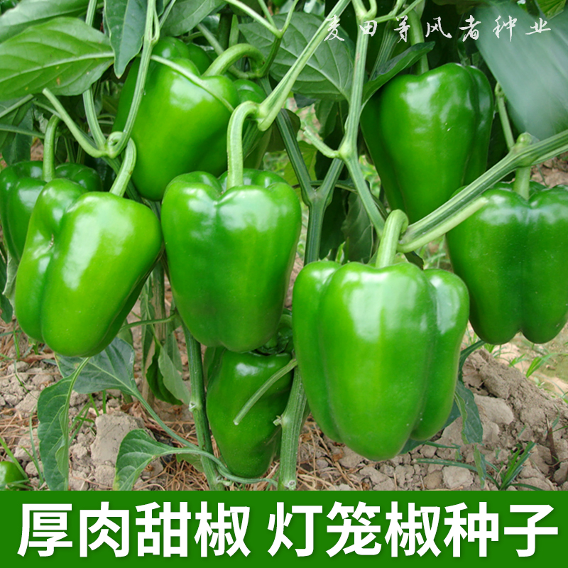 厚肉甜椒种子灯笼椒青辣椒菜椒籽