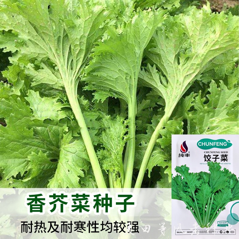 皇家香菜种子农田菜地耐热耐寒
